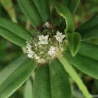 Spermacoce pusilla Wall.